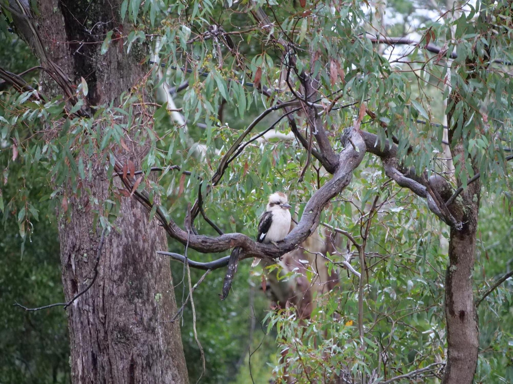 Kookaburra Retreat Holiday home *