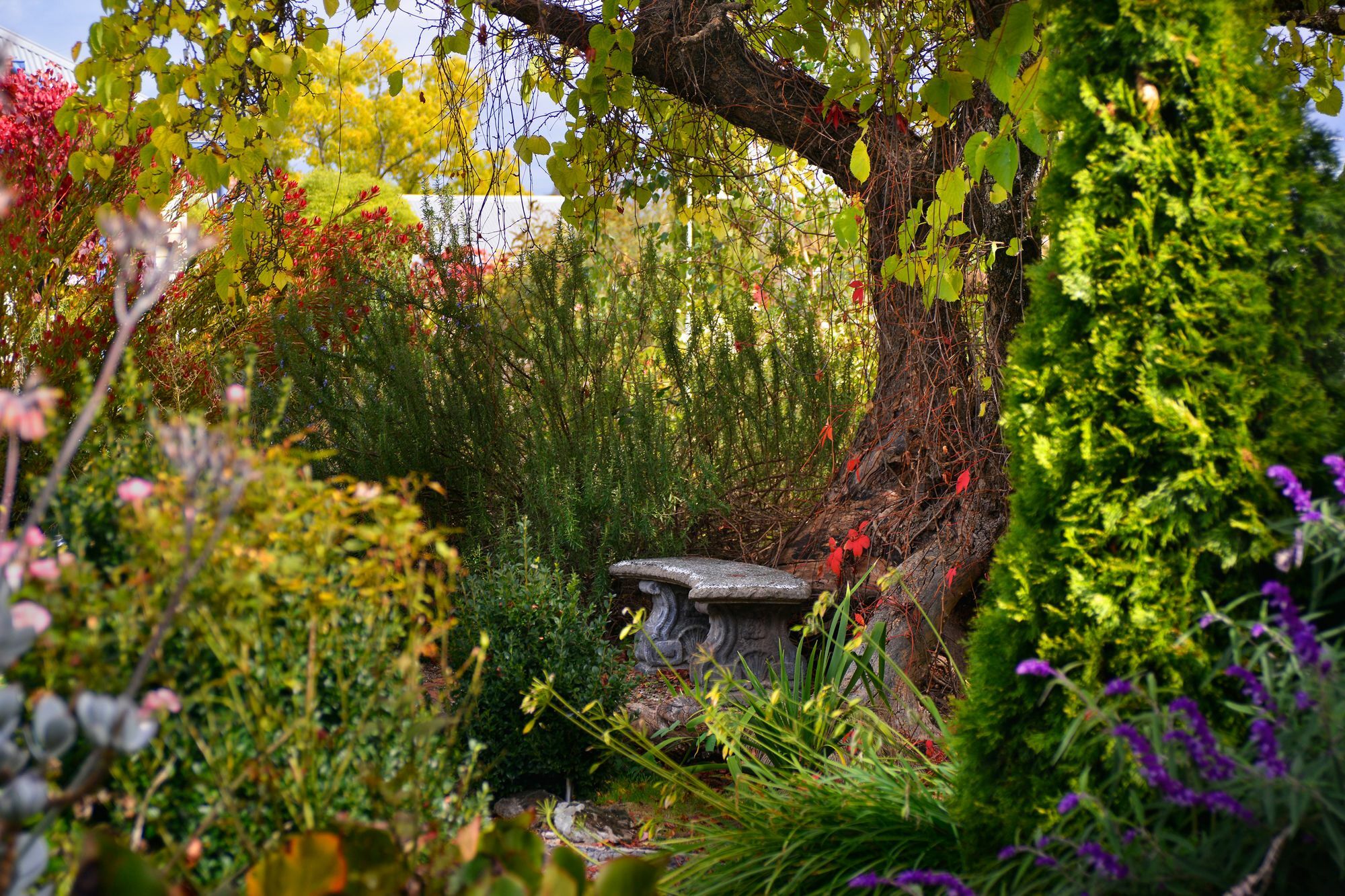 Circa Red London Daylesford